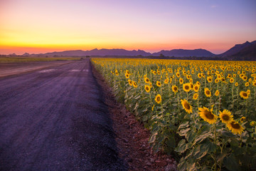 Field of blooming sunflowers on a background sunset or twilight time at Lopburi Thailand