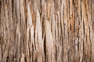 Scarred texture backdrop Tree Australia