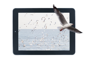 Seagulls flying out of picture in tablet