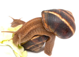 snail on a white background