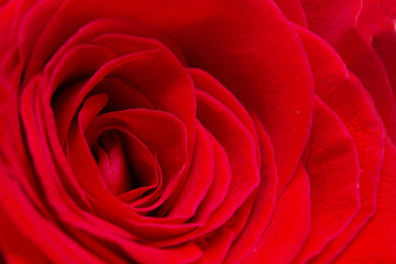 red rose as a background