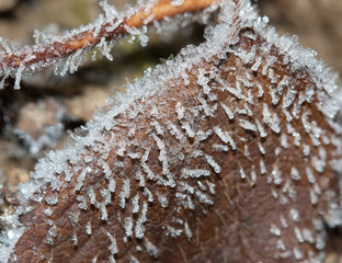Morning frost on the leaves of strawberry