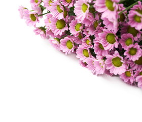 Multiple pink chrysanthemum flowers