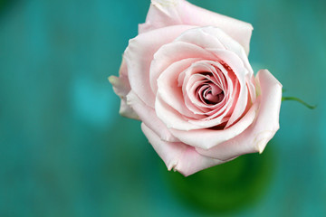 A pink  Rose