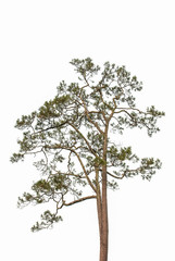 Obraz premium Tree isolated.