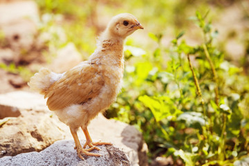 yellow chick standing on a stone at green summer background