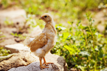 yellow chick standing on a stone at green summer background