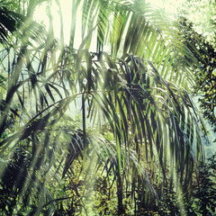 Obraz premium Summer forest jungle