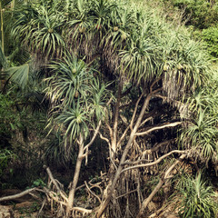 Summer forest jungle