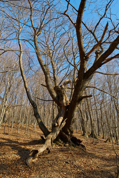 Very large oak trees