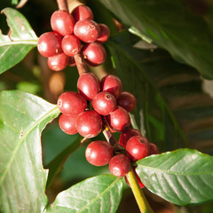 coffee trees