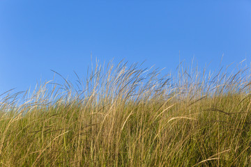 Grass Summer Countryside