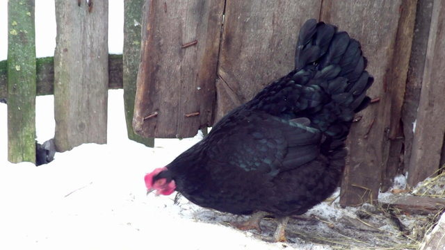 Black Hen pecks grain