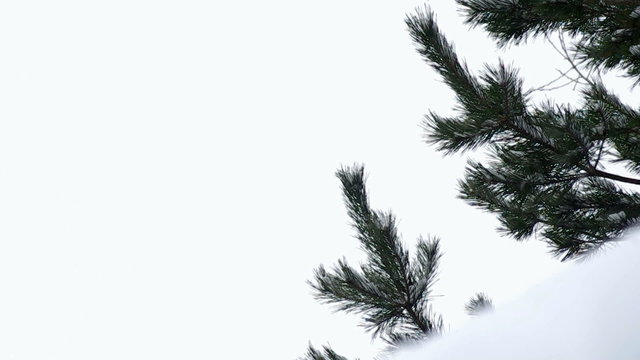 Falling snow on the background of fir branches