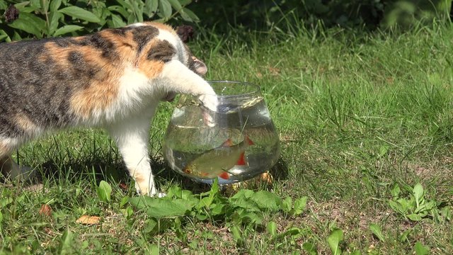 Funny cat catching rudd fish upset glass aquarium and water flow out. Static closeup shot. 4K
