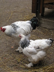 Курица и петух