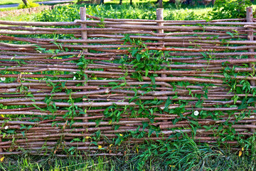 Fence wicker willow with bindweed © kostrez