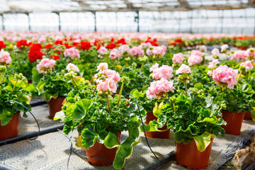 Cultivation of differen flowers in greenhouse