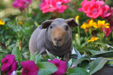 Cochon d'Inde skinny dans les fleurs 