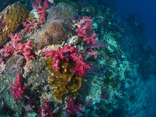 soft coral