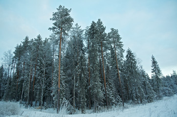 Fototapeta premium Winter landscape.