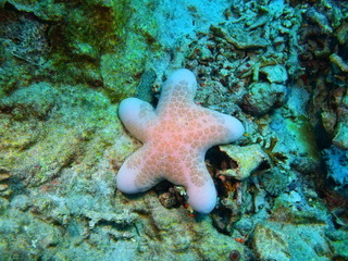 Starfish, Island Bali