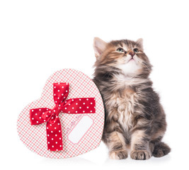 Cute siberian kitten