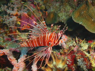 Scorpionfish, Island Bali