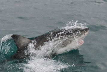 requin blanc