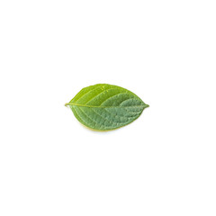 Fototapeta na wymiar Closeup fresh green leaf isolated on white background