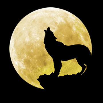 Silhouette of a wolf in front of the moon