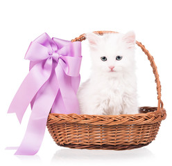 Cute siberian kitten