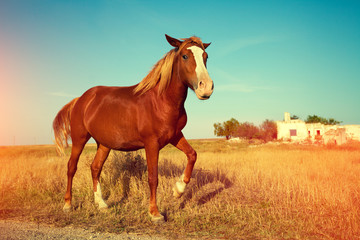 Fototapeta na wymiar Portrait of horse outdoors on the meadow