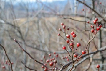 Ko-youraku-tsutsuji at senjogahara marsh,Nikko