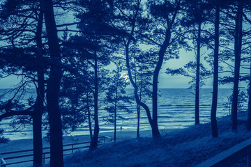Pine forest by the sea