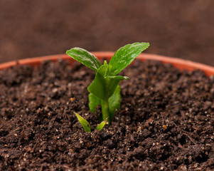 Sprouted young plant