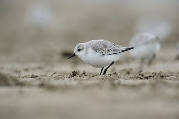 Sanderling (Calidris alba)