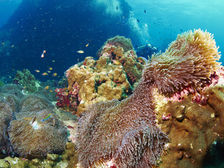 reef coral and reef fish
