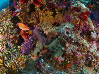 Fototapeta na wymiar Greyface Moray and Coral Grouper