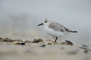 Sanderling (Calidris alba)
