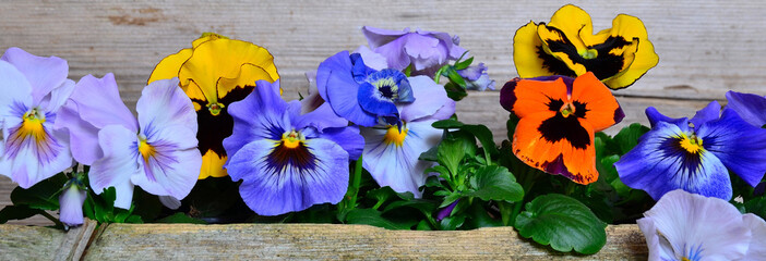 Banner Frühlingsblumen Primel