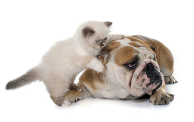 Obraz premium british longhair kitten and english bulldog
