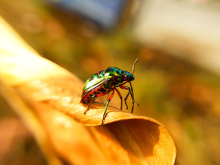 Ladybug on leaves dry background