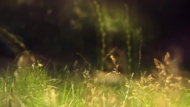 Unique horizontal panoramic view of luminant grass swinging on the wind on dark forest background. Glorious natural sunny background with shallow dof. Slow motion full HD footage 1920x1080
