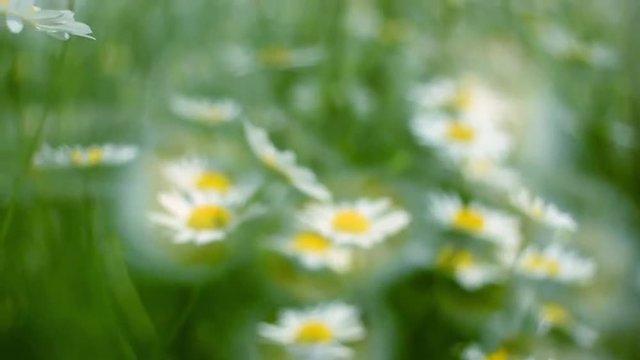 Bottom close up panoramic view of camomile flowers with glary effect in slow motion. Cinematic perspective shot of natural summer background with shallow dof. Full HD footage 1920x1080
