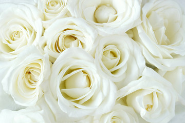Obraz premium Miękkie białe dmuchane róże