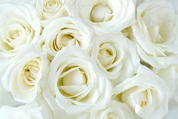 Fotobehang Zachte volgeblazen witte rozen © Ev Thomas