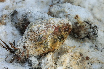 Sugar beet for feeding animals on ground in snow