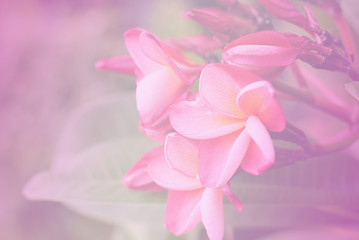 Fototapeta premium vintage flowers color background nature art pink abstract retro pastel light love