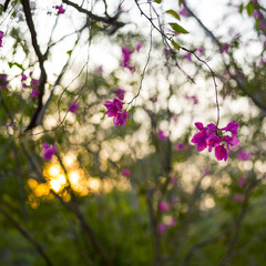 Pink bougainvillea flowers on sunset background